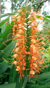 One of the orange hedychiums.