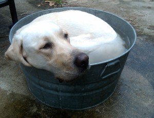 Nothing is impossible to a willing heart. John Heywood